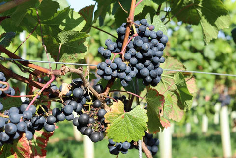 Rondo: Our English red grape – Radlow Hundred
