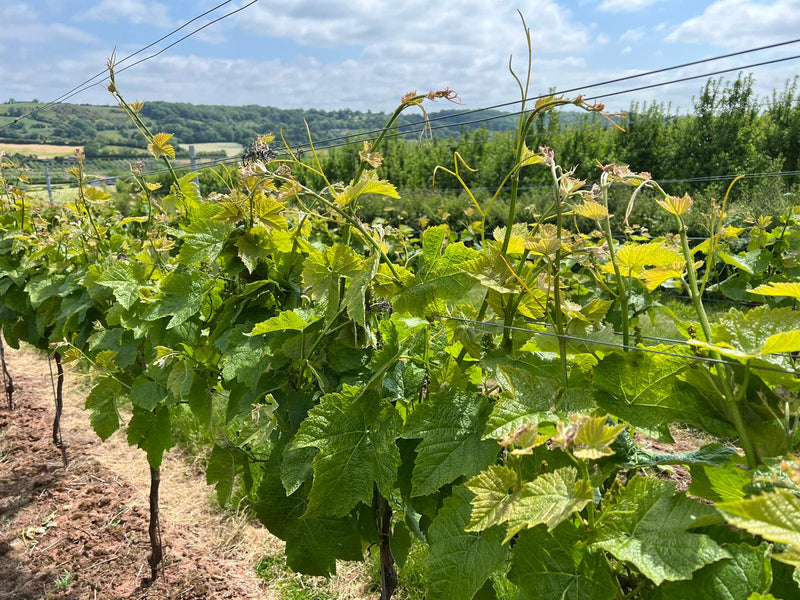 The growth of English wine in and around Herefordshire